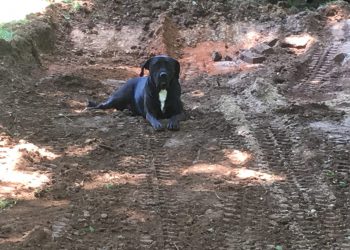 Management checks the level